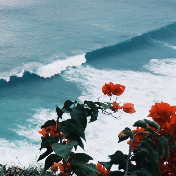 Meet your Posher,Rose - Picture 2 of 3